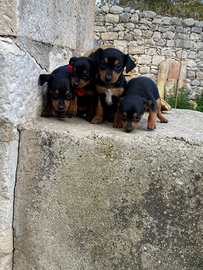 Vendo cuccioli Pinscher