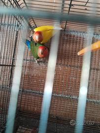 Coppie o singoli inseparabili