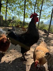 Gallo Marans