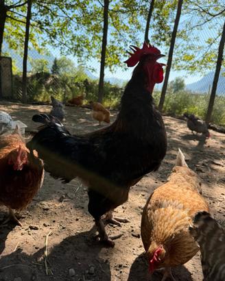 Gallo Marans
