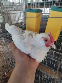 Bantam bianche ornamentali