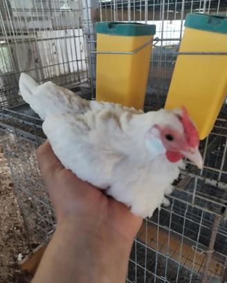 Bantam bianche ornamentali