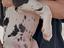 Immagine 2