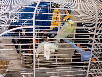 Cocorite Animali Esotici Pappagalli uccelli ondula