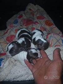 Cuccioli di springer spaniel