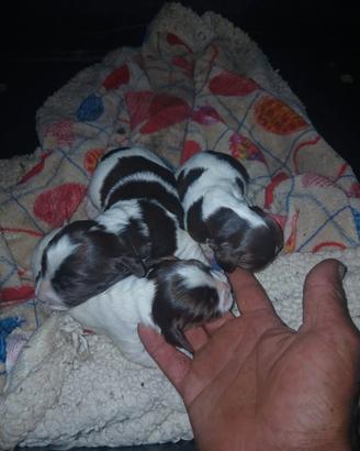 Cuccioli di springer spaniel