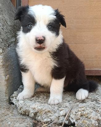 cucciolo border collie 