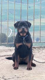Rottweiler
