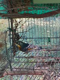 Usignolo del Giappone