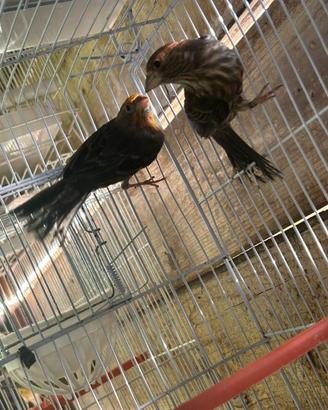 Coppia Ciuffolotti (Carpodaco) Messicani