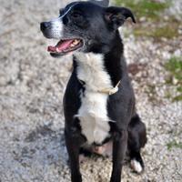Oreo in adozione