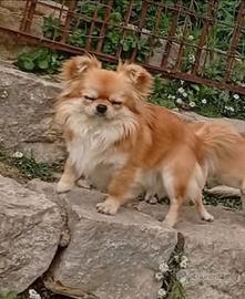 Anim