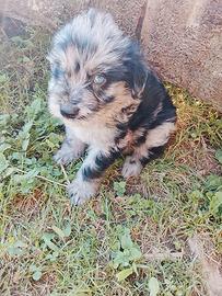 Cuccioli pastore Bergamasco