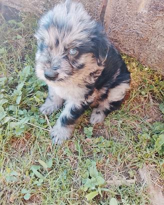 Cuccioli pastore Bergamasco