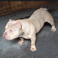 American bully pocket EXTREME
