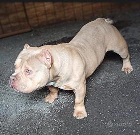 American bully pocket EXTREME