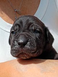 Bandog