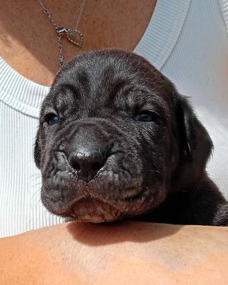 Bandog