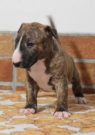 Bull terrier miniature