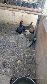 Galline Phoenix