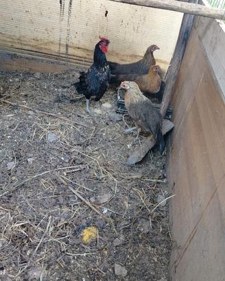 Galline Phoenix
