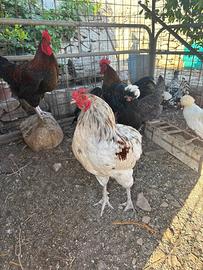 Gallo Araucana
