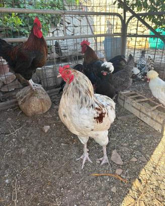 Gallo Araucana