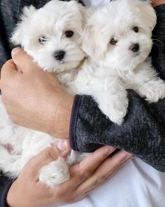 maltese toy