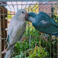 Coppia parrocchetti monaci