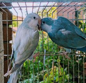 Coppia parrocchetti monaci