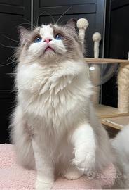 Cucciolo ragdoll