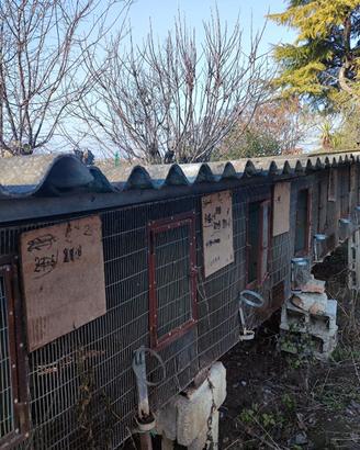 Gabbia per conigli e lepri