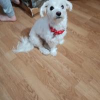 Cane bichon malteze
