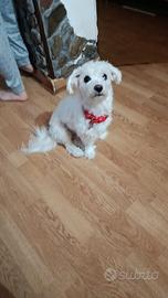 Cane bichon malteze