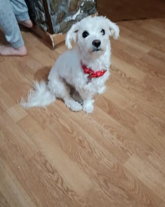 Cane bichon malteze