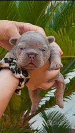 Bulldog francese