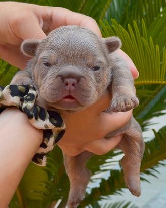 Bulldog francese