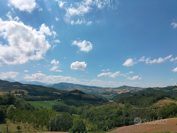 Terreno+ oliveto+ Meleto+ tartufaia a Montedinove