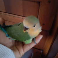 Inseparabili