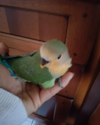 Inseparabili