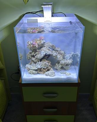 Acquario marino