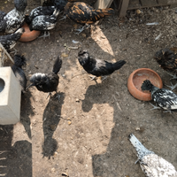 Galline padovane