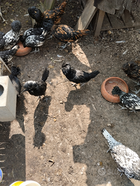 Galline padovane