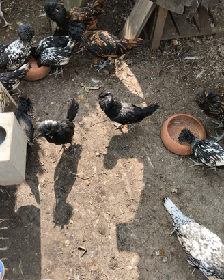Galline padovane