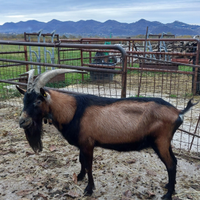 Becco camosciato delle Alpi