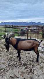 Becco camosciato delle Alpi