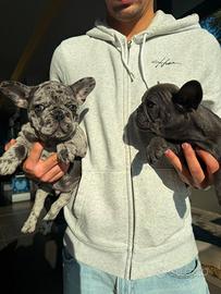 Bulldog francese