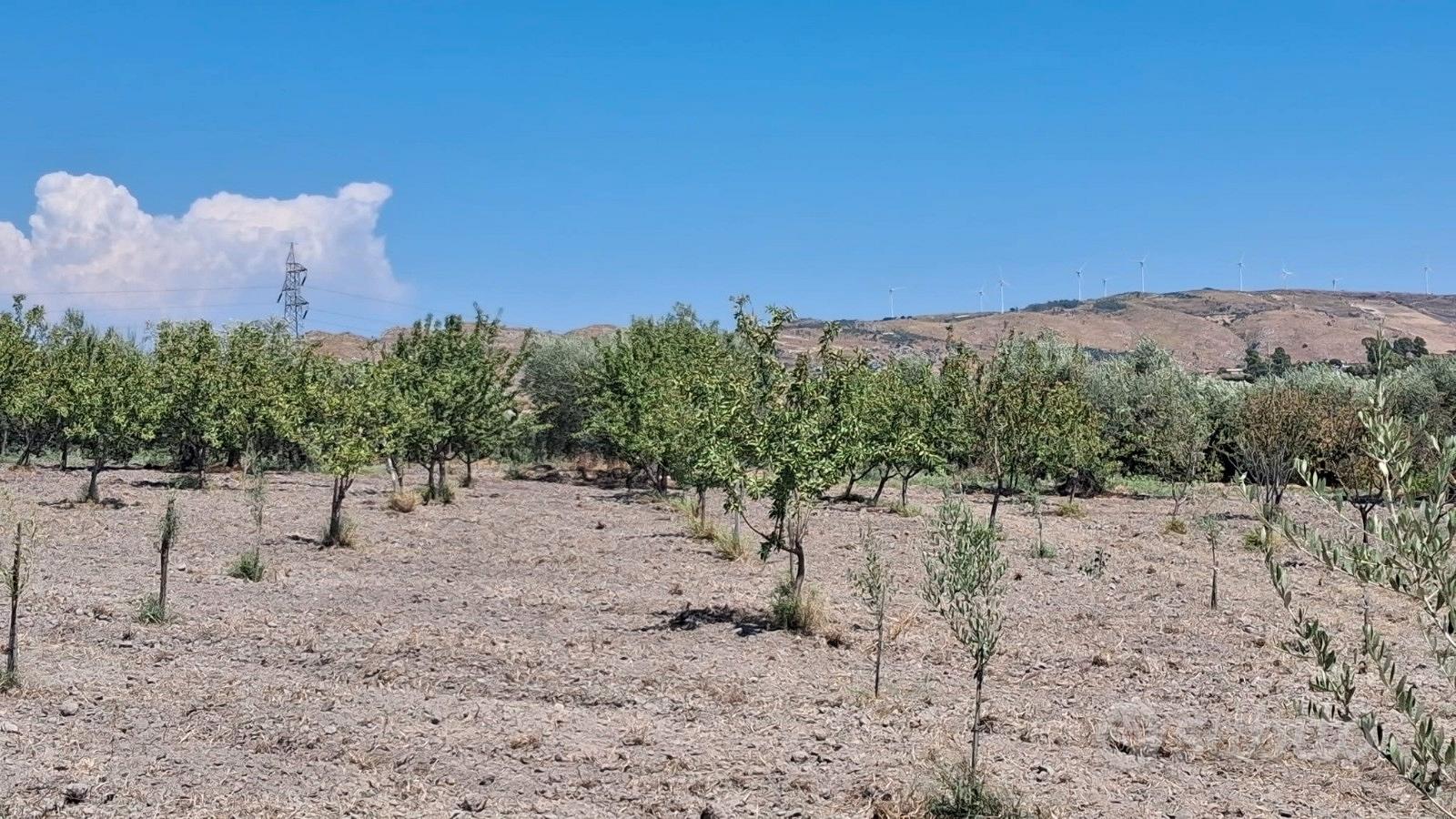 Terreno con ulivi e mandorli contrada Burraitotto - Altro