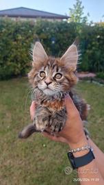Cucciolo maine coon