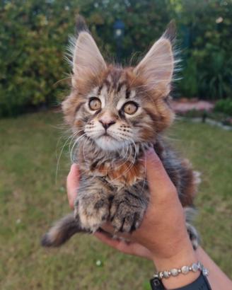 Cucciolo maine coon